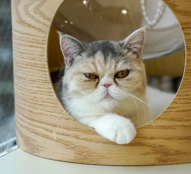 Japan: Mocha Cat Cafe