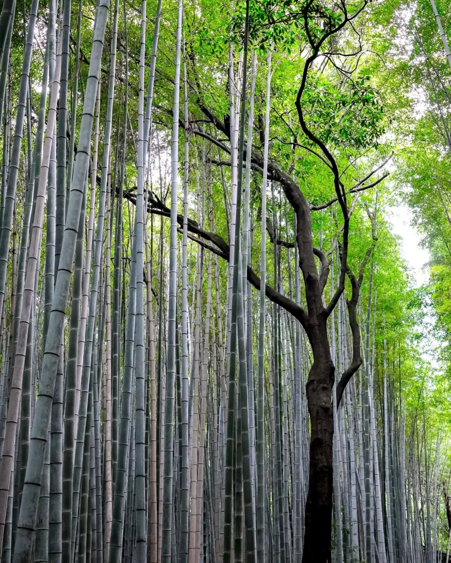 Kyoto: Arashiyama Bamboo Grove