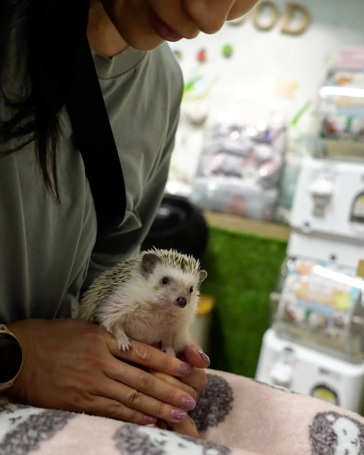 Osaka: Harry Wood Namba (hedgehog cafe)